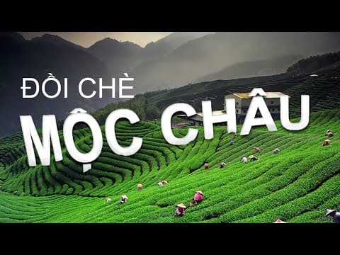 Slide Đồi Chè Mộc Châu - Vẻ Đẹp Xanh Mát Giữa Cao Nguyên Sơn La