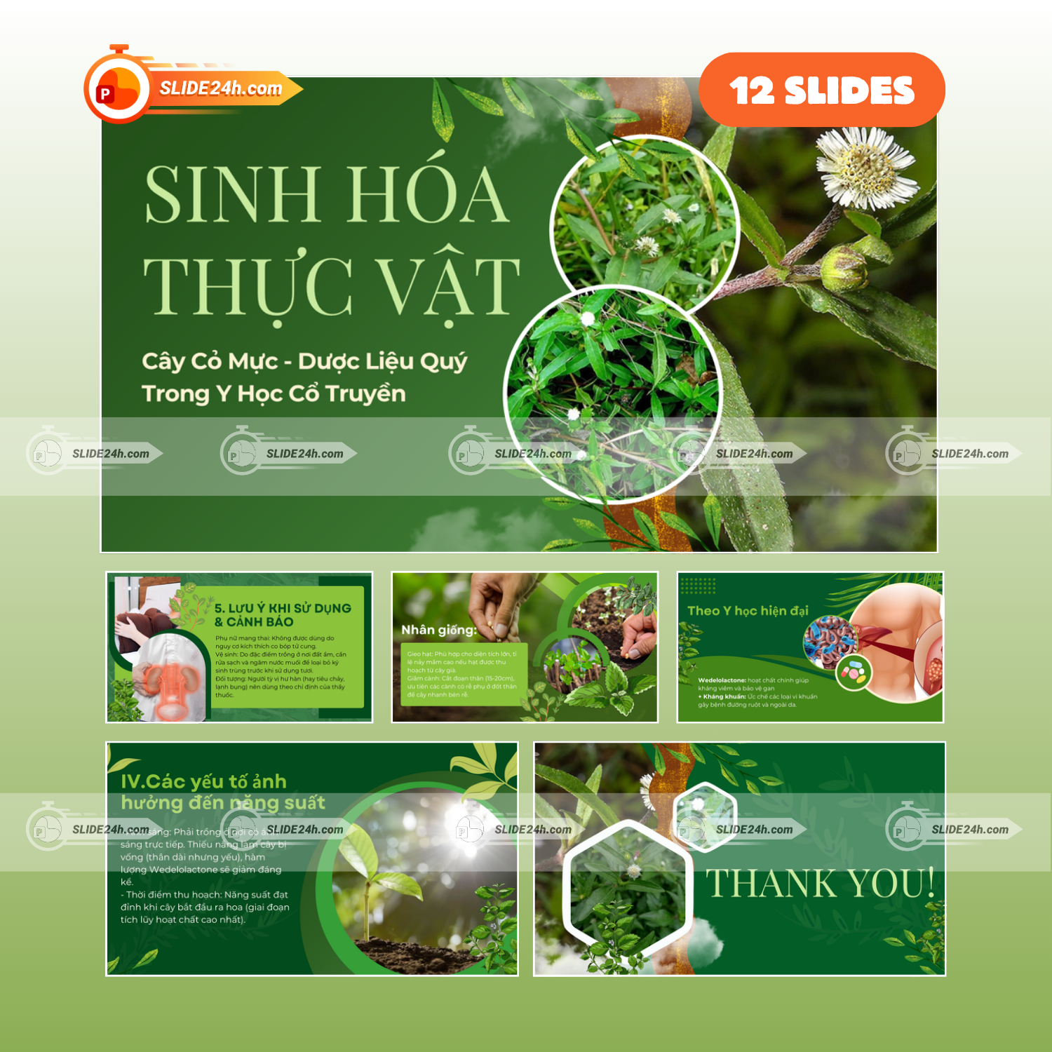 SỬ DỤNG THẢO DƯỢC THIÊN NHIÊN TRONG ĐIỀU TRỊ YẾU SINH LÝ