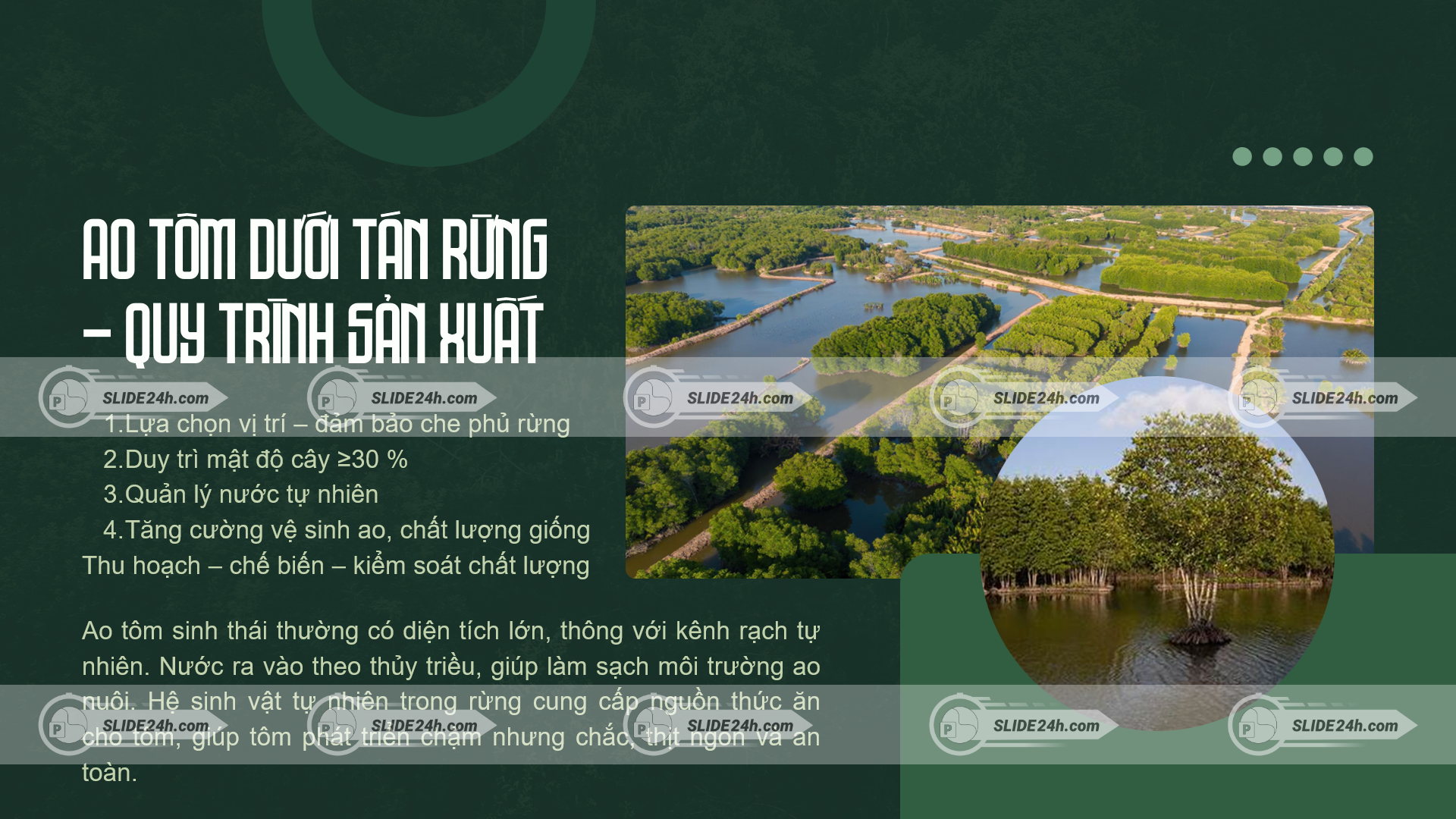 ao nuôi tôm dưới tán rừng ngập mặn với hệ thống đầm nuôi sinh thái