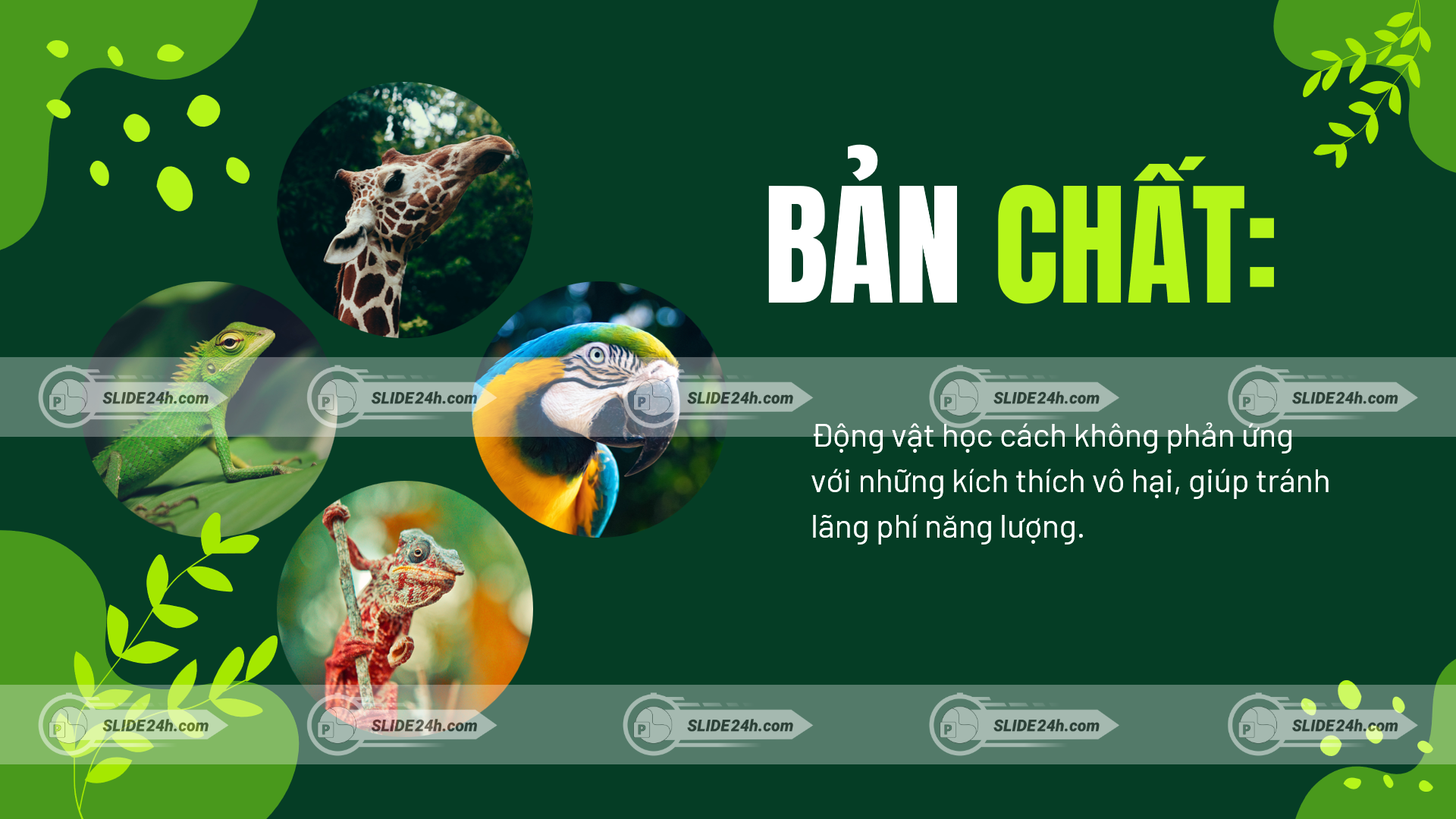 bản chất hiện tượng quen nhờn ở động vật với ví dụ hươu cao cổ vẹt và thằn lằn minh họa khả năng giảm phản ứng với kích thích vô hại
