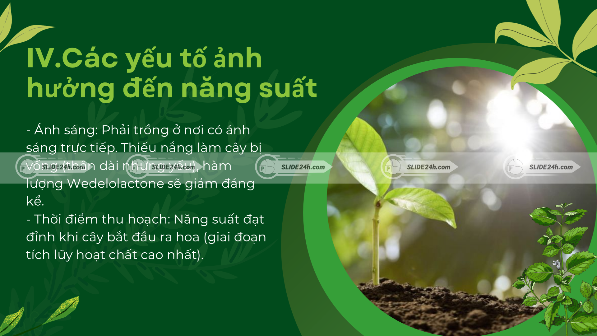 Các yếu tố ảnh hưởng đến năng suất và hàm lượng hoạt chất của cây cỏ mực.