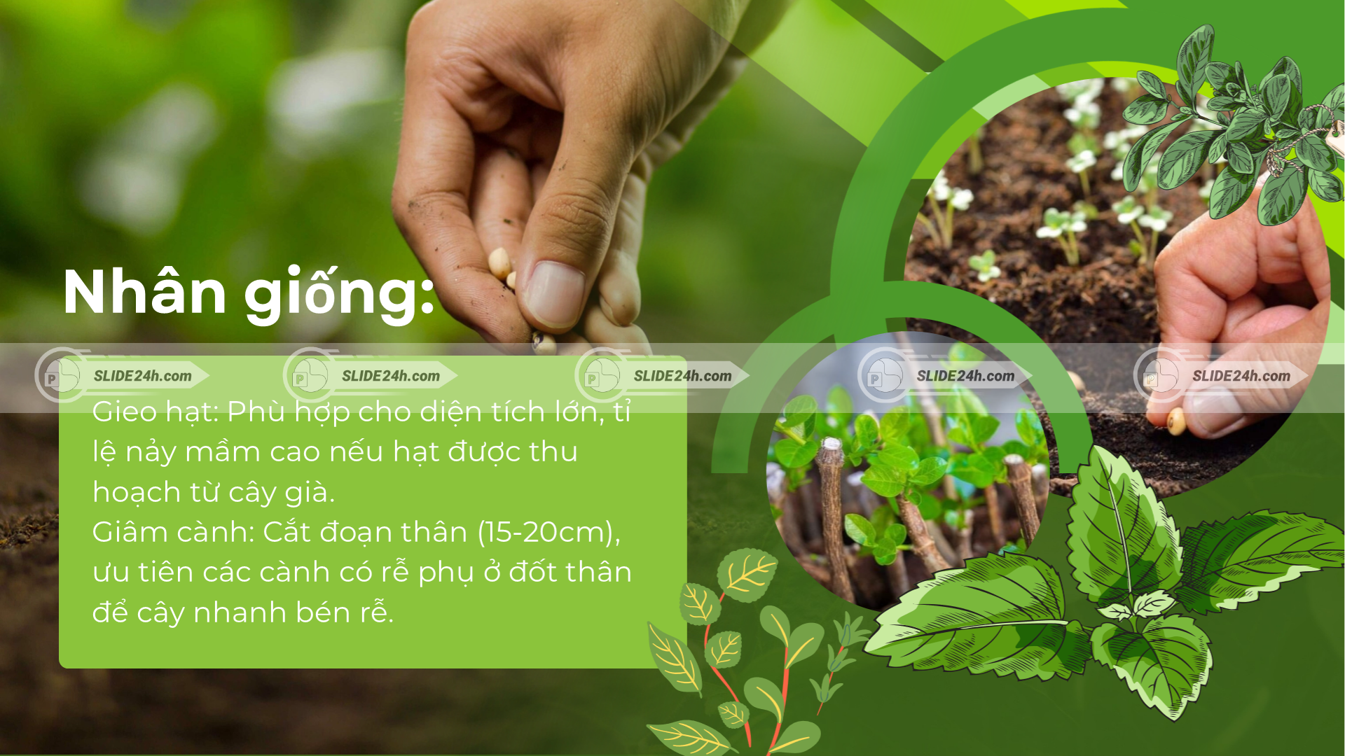 Cách nhân giống cây cỏ mực bằng gieo hạt và giâm cành.