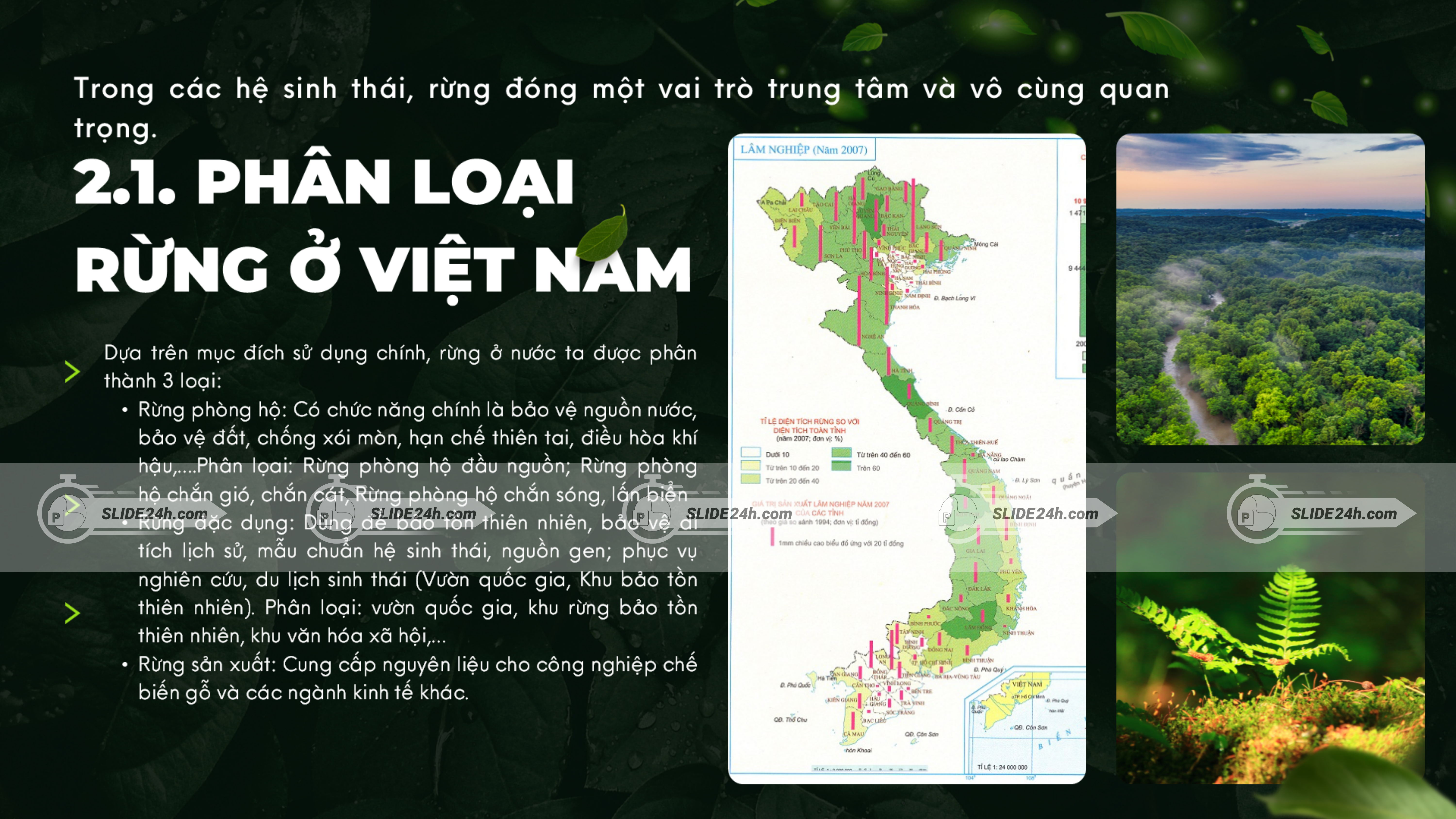 Cách phân loại rừng ở Việt Nam