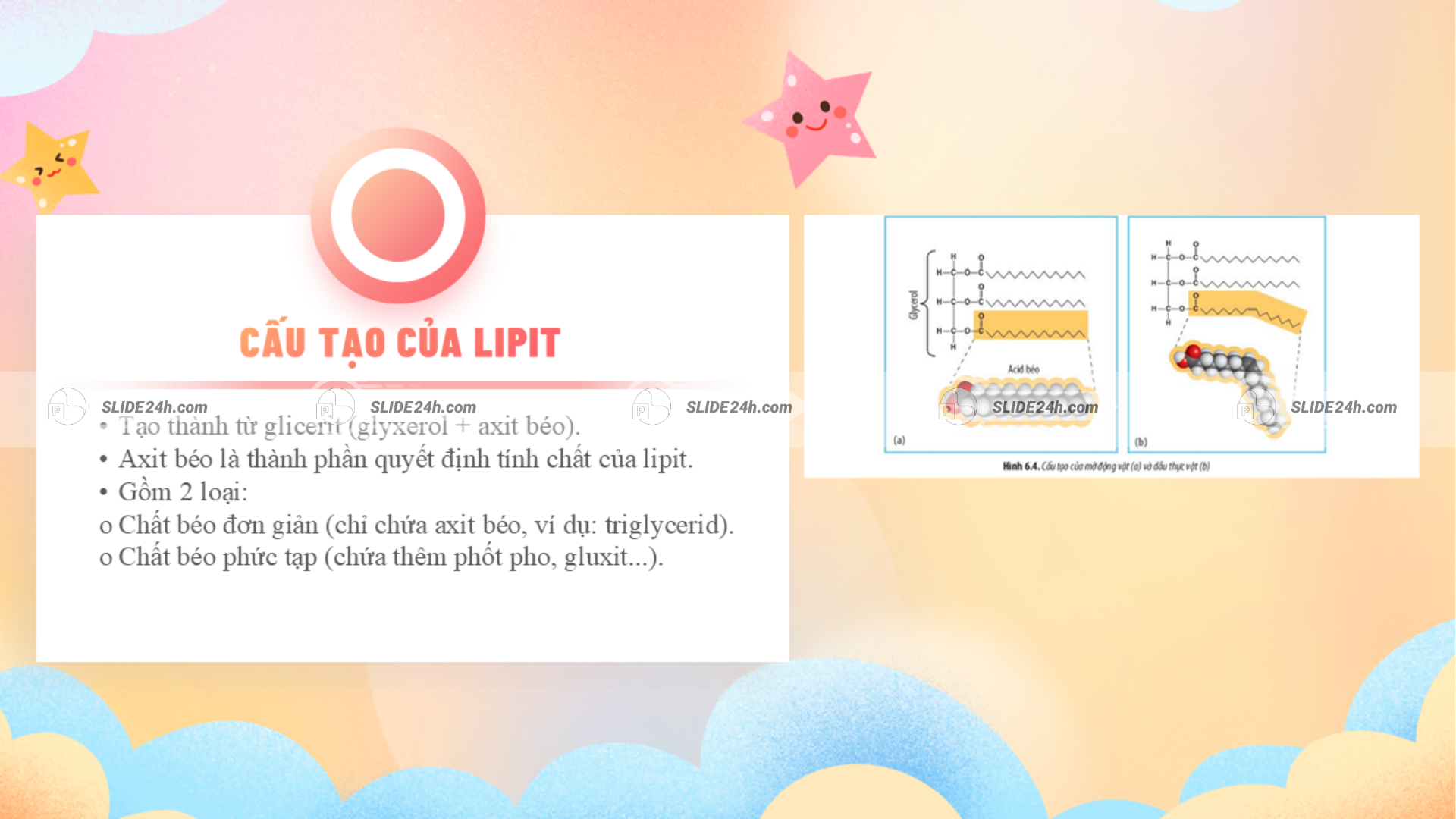 Cấu tạo chủ yếu từ glycerol và axit béo.