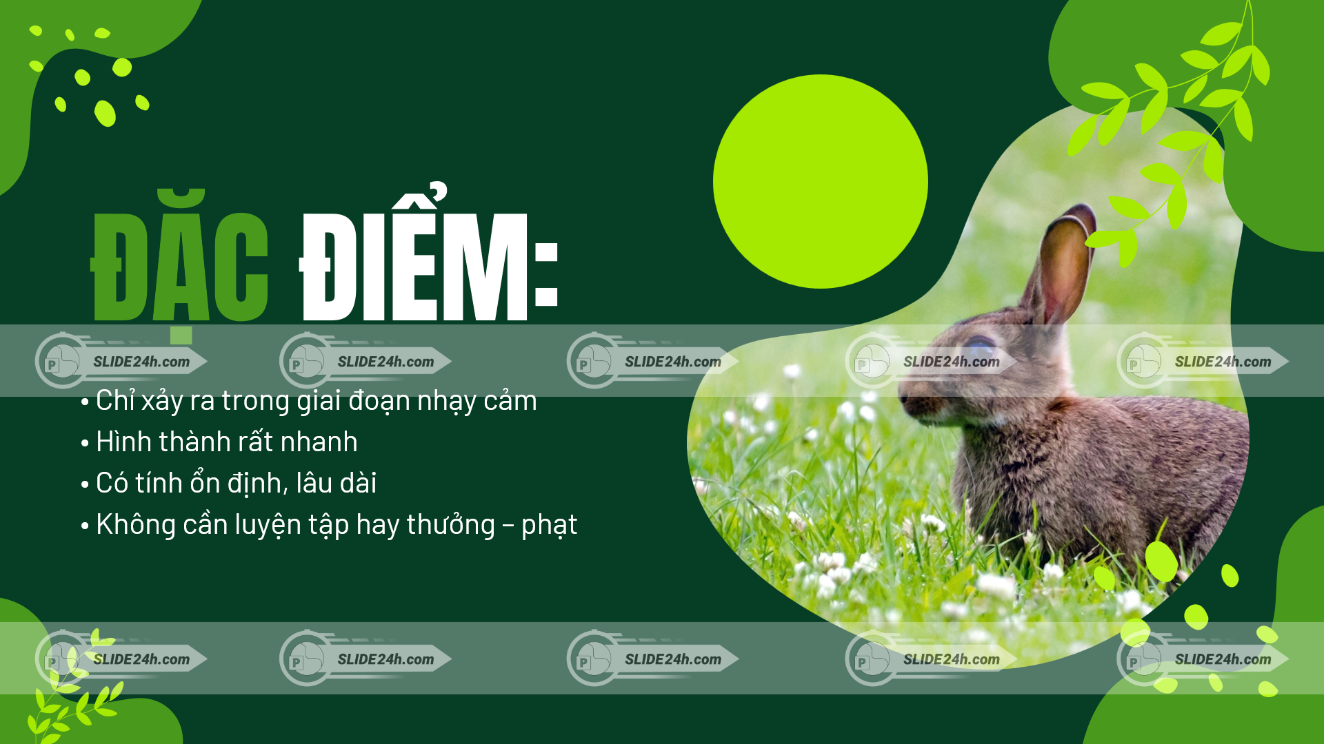 đặc điểm hiện tượng in vết ở động vật minh họa bằng hình ảnh thỏ trong môi trường tự nhiên giai đoạn nhạy cảm