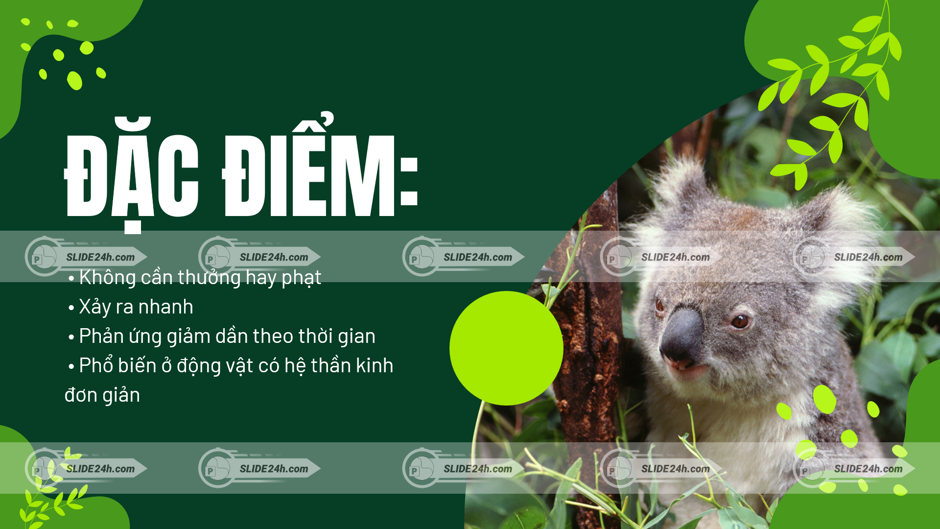 đặc điểm hiện tượng quen nhờn ở động vật minh họa bằng hình ảnh gấu koala với phản ứng giảm dần trước kích thích lặp lại