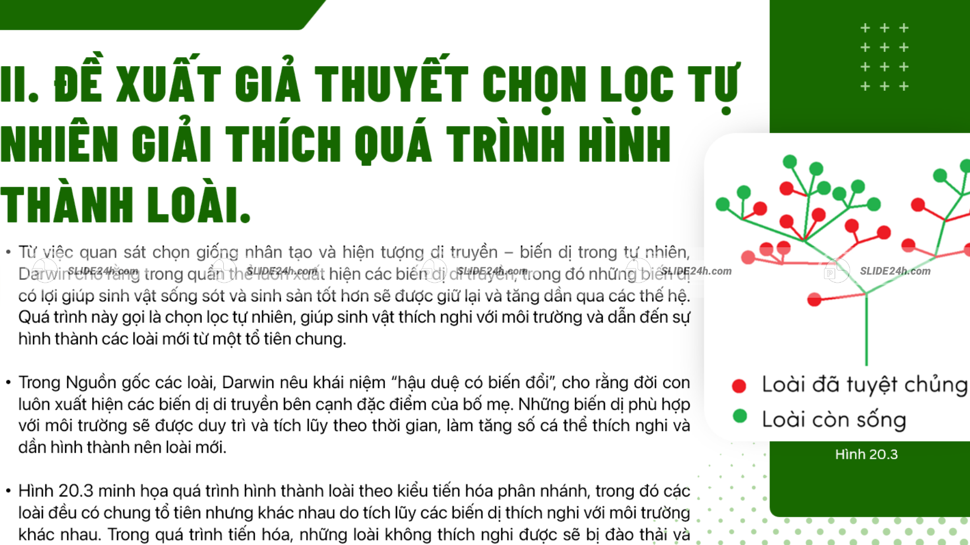 Giả thuyết chọn lọc tự nhiên của Darwin.
