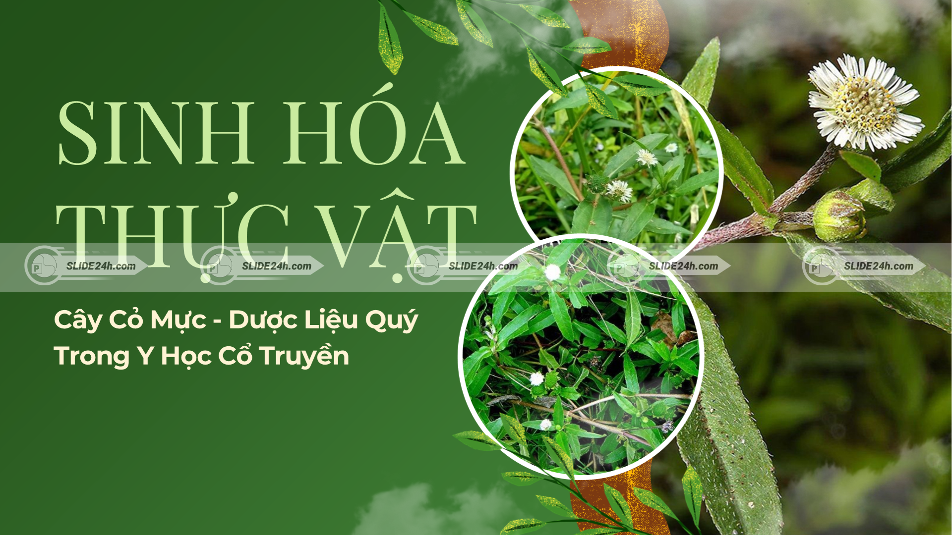 Giới thiệu cây cỏ mực, đặc điểm dược liệu và giá trị ứng dụng trong đời sống.