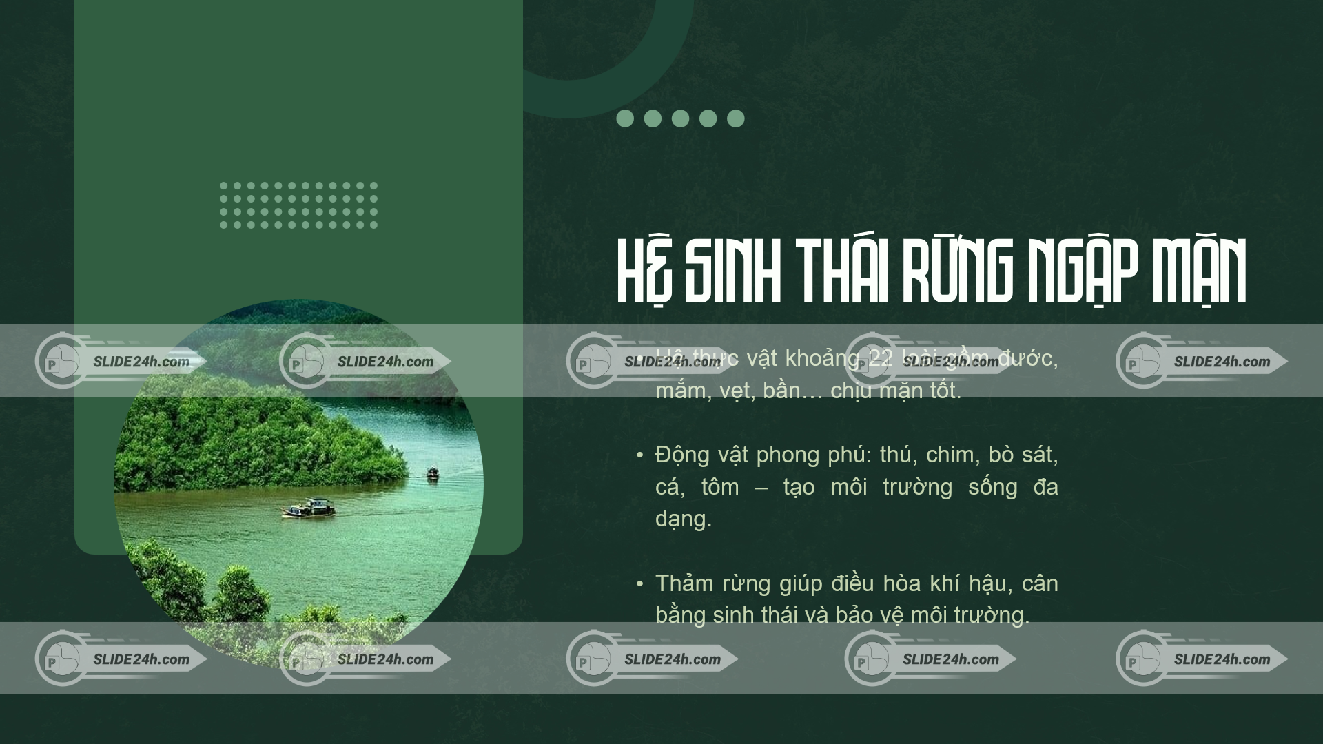 hệ sinh thái rừng ngập mặn với thảm thực vật và động vật đa dạng