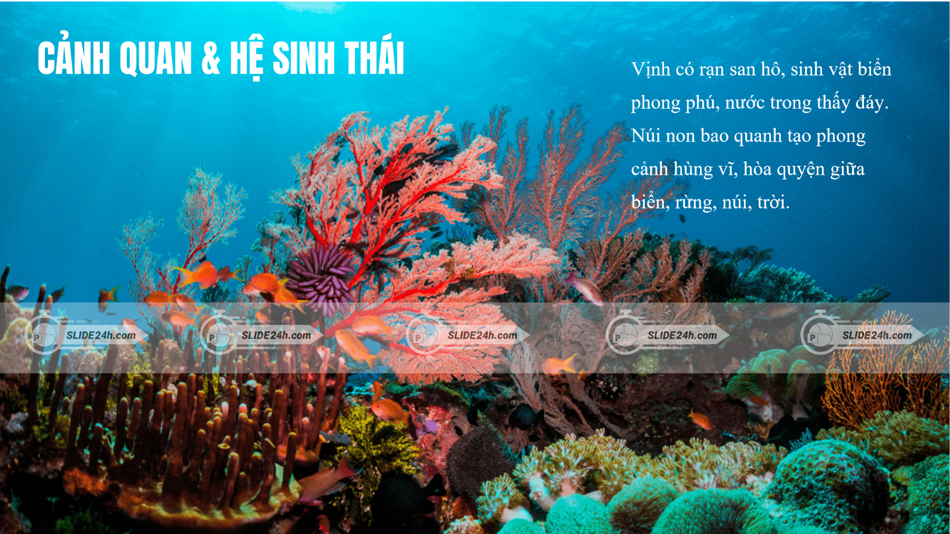 hệ sinh thái vịnh vũng rô