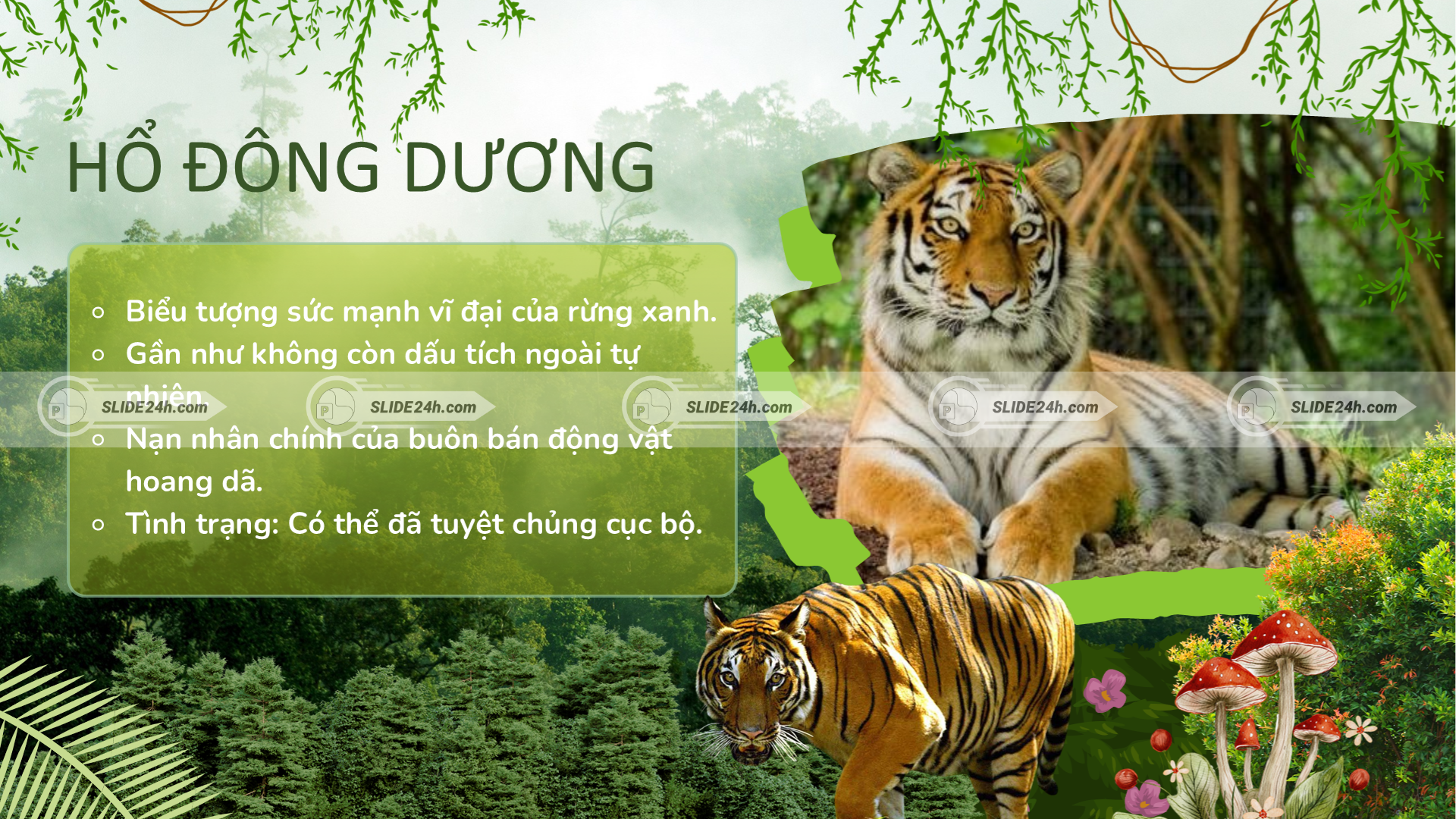 Hổ Đông Dương gần như không còn ngoài tự nhiên ở Việt Nam.