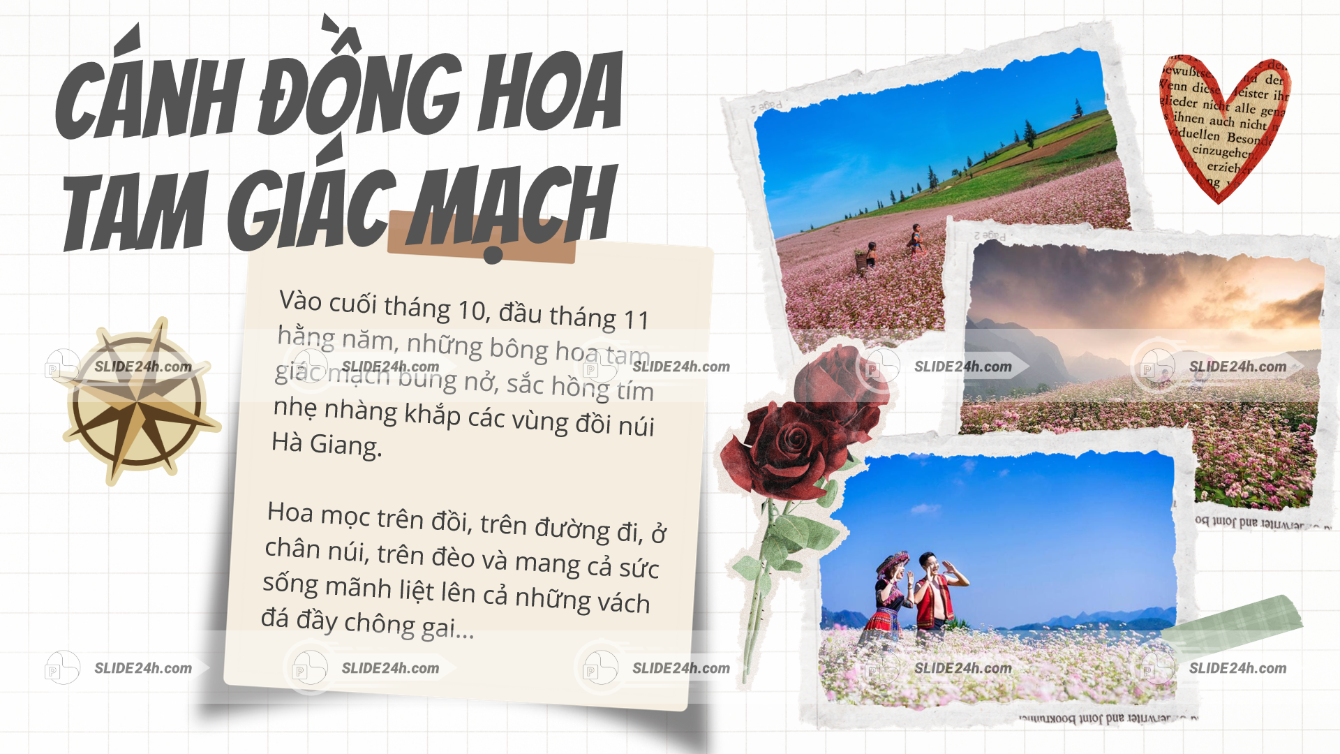 hoa tam giác mạch hà giang nở rộ cánh đồng hoa đẹp du lịch mùa thu