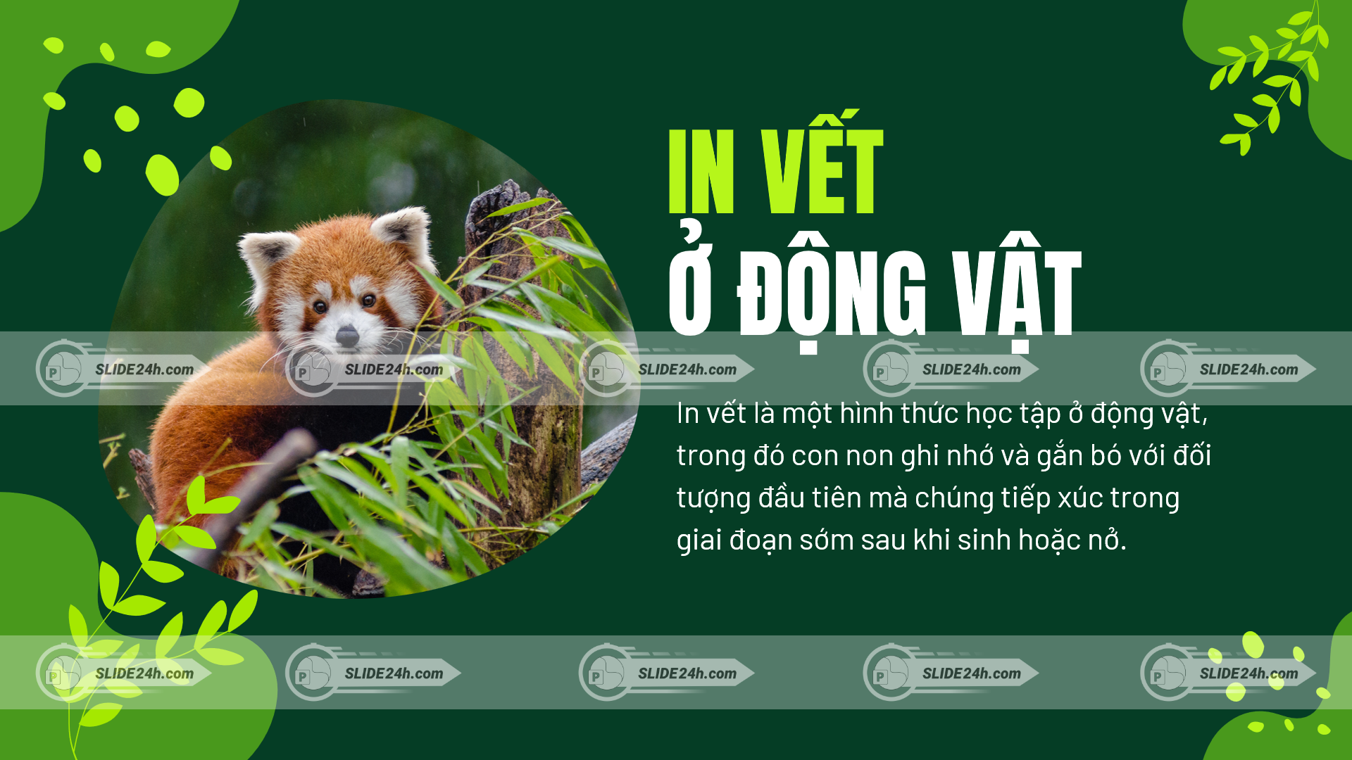in vết ở động vật minh họa bằng gấu trúc đỏ thể hiện sự ghi nhớ và gắn bó với đối tượng đầu tiên sau khi sinh hoặc nở