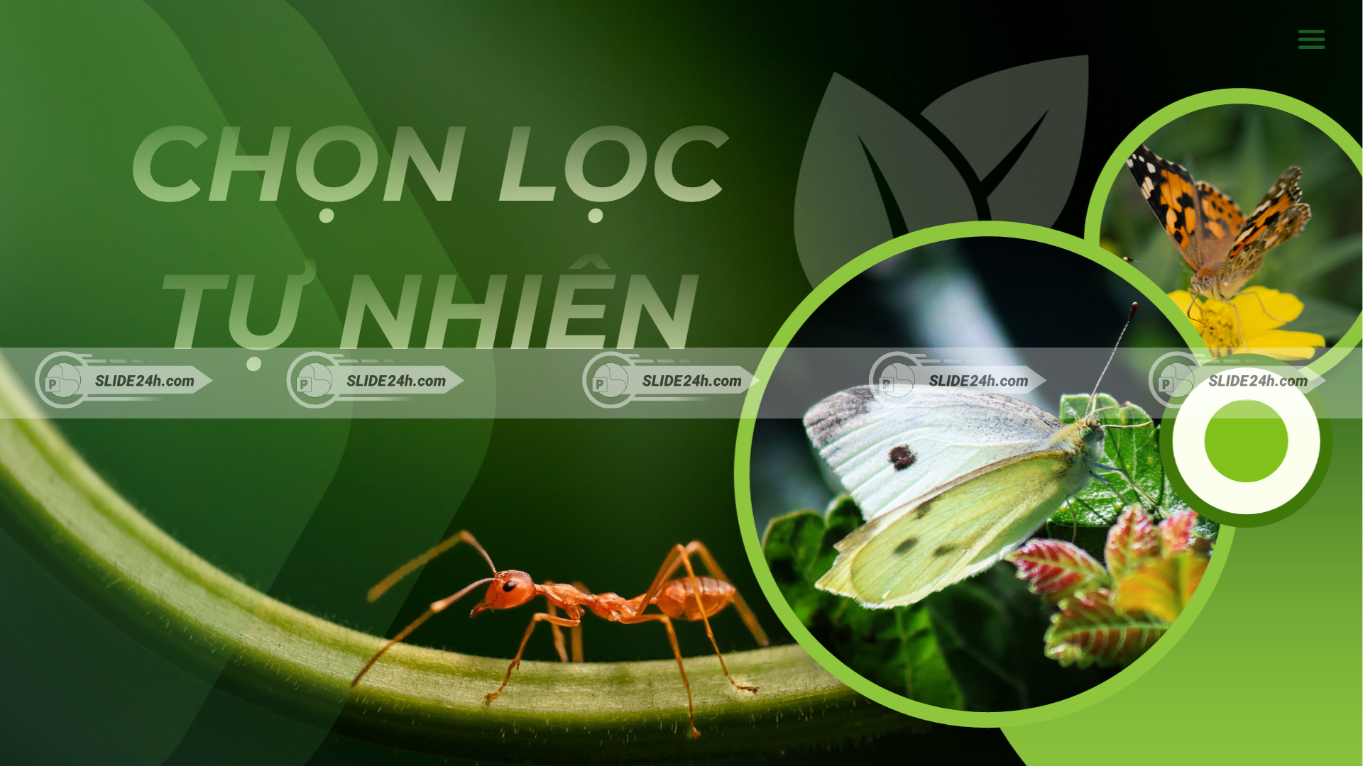 Khái quát về chọn lọc tự nhiên và vai trò của quá trình này trong sự thích nghi, tiến hóa và đa dạng sinh học.