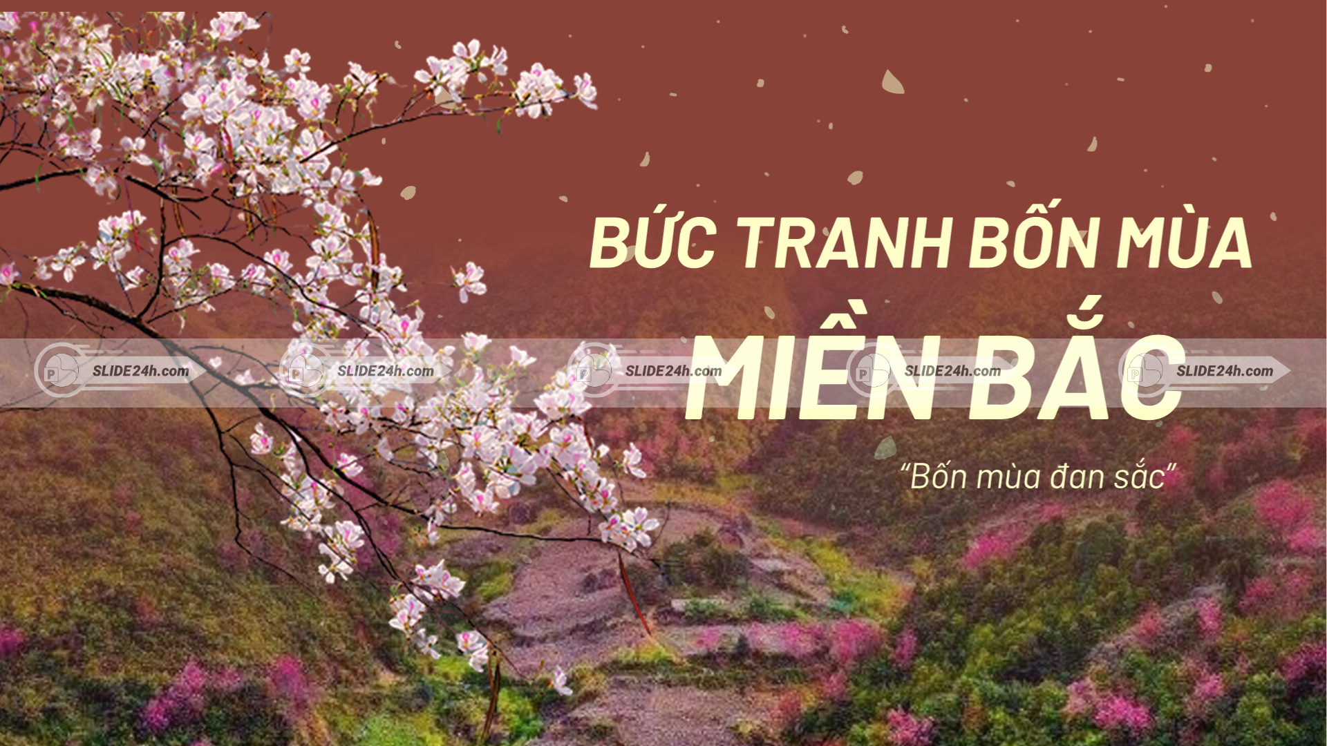 Miền Bắc là vùng hiếm hoi ở Việt Nam có đủ bốn mùa Xuân, Hạ, Thu, Đông.
