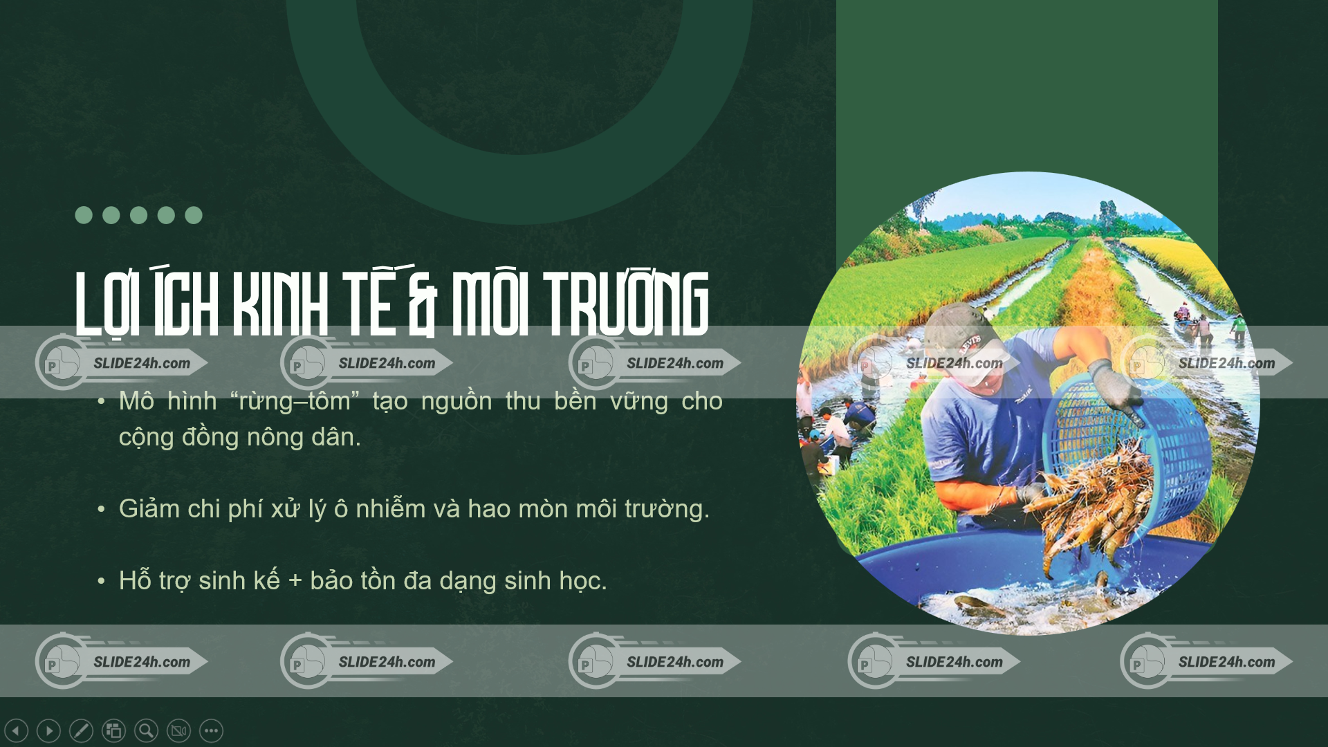mô hình rừng tôm kết hợp nuôi trồng thủy sản và bảo vệ môi trường
