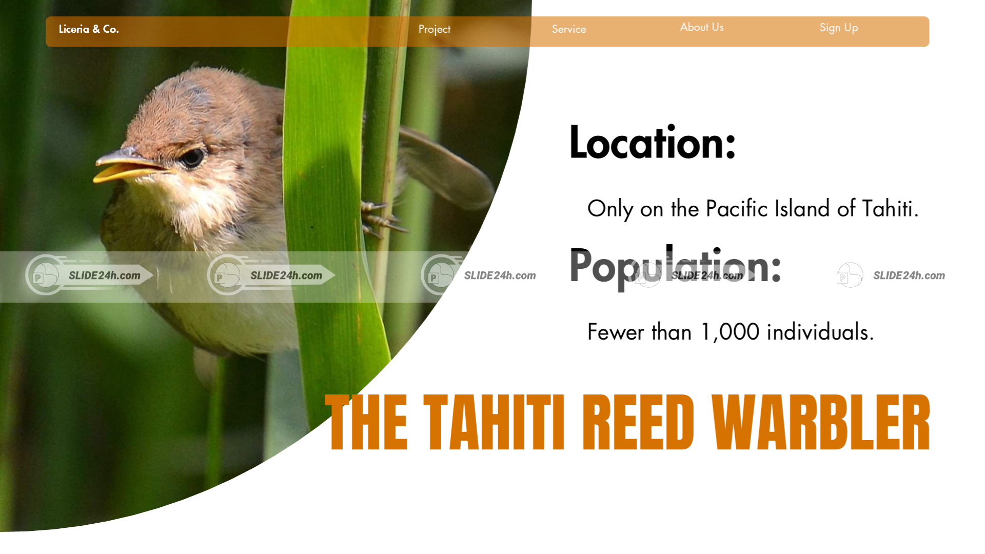 Nguồn gốc và khu vực phân bố của chim chích sậy Tahiti tại đảo Tahiti thuộc Polynésie thuộc Pháp.
