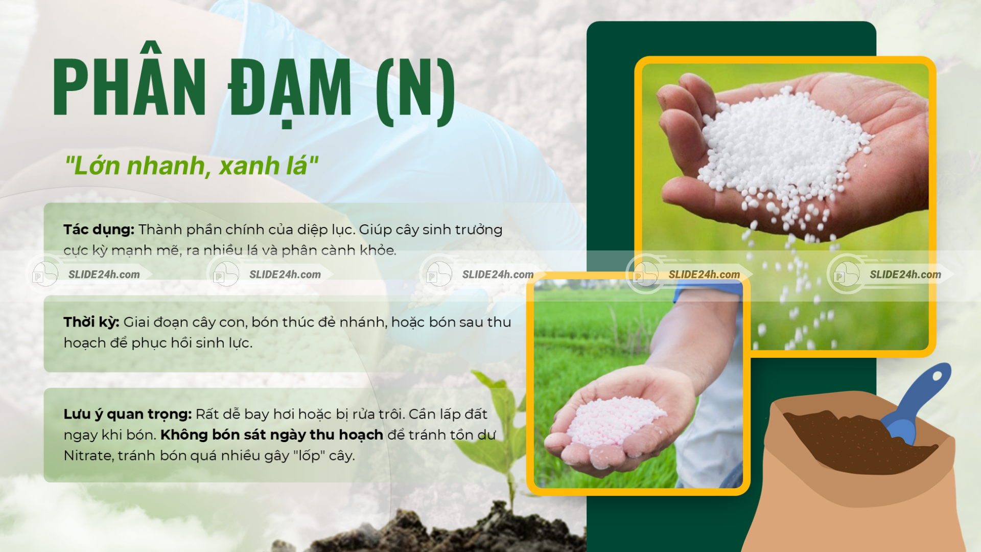 Phân Đạm N giúp cây lớn nhanh, xanh lá và phát triển thân cành khỏe mạnh.
