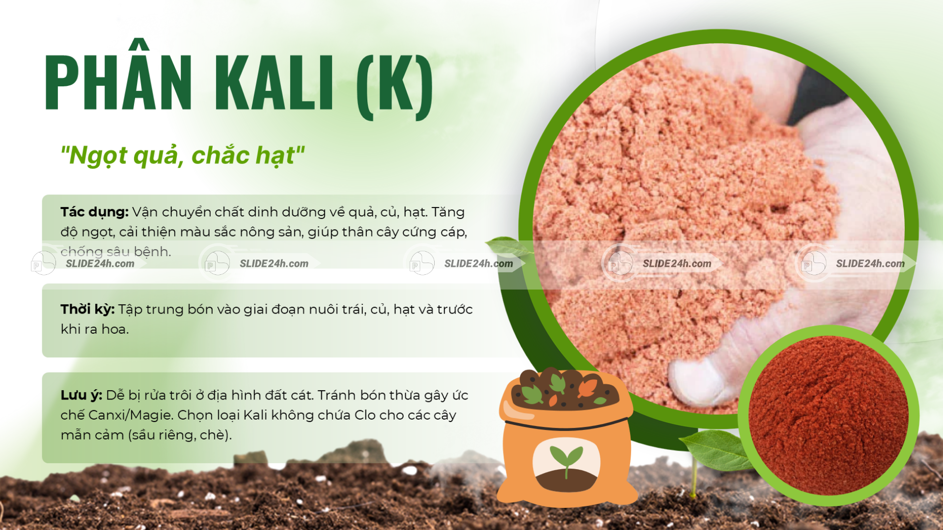 Phân Kali K giúp quả ngọt, hạt chắc, cây cứng cáp và nâng cao chất lượng nông sản.