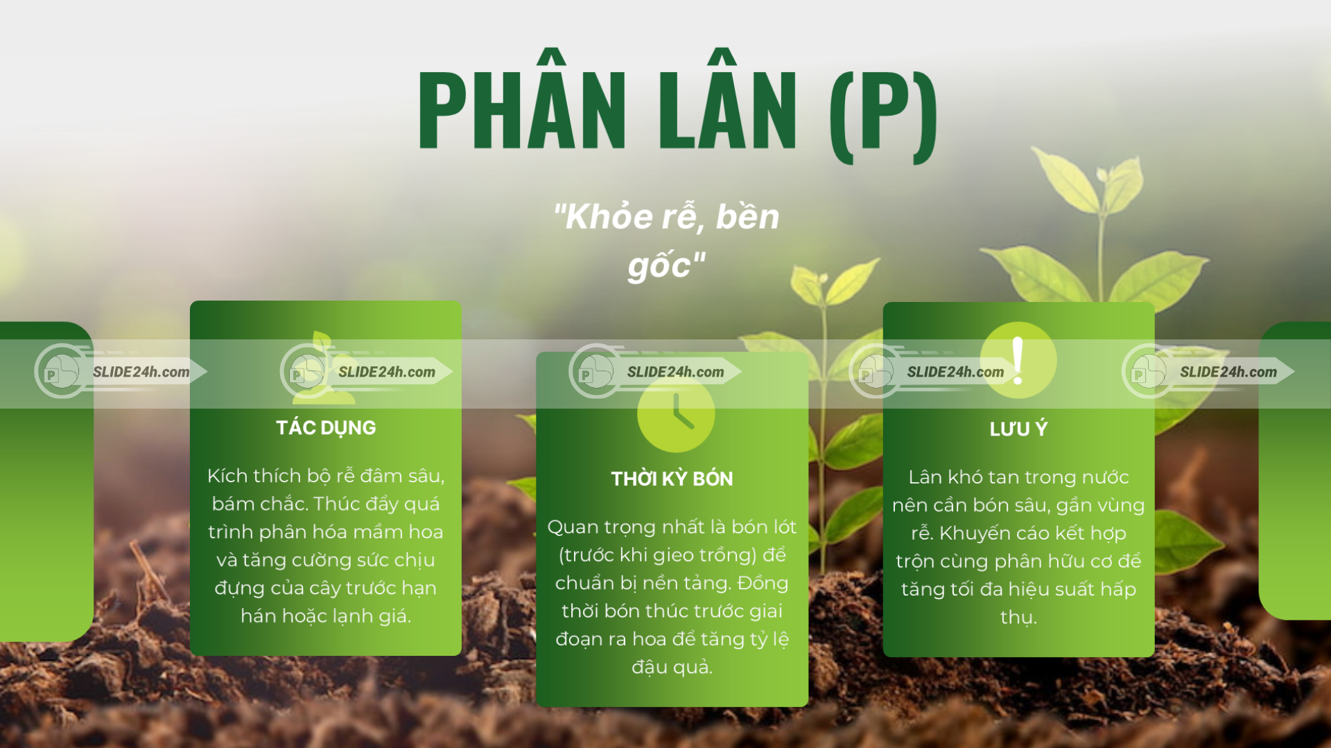 Phân Lân P giúp cây khỏe rễ, bền gốc và tăng khả năng chịu hạn, chịu lạnh.