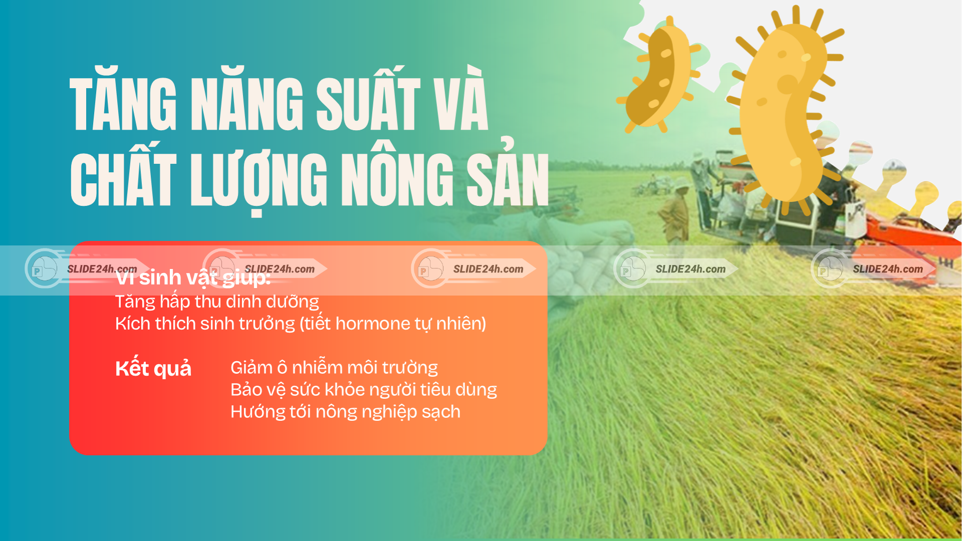 Phân tích vai trò của vi sinh vật trong việc kích thích sinh trưởng.