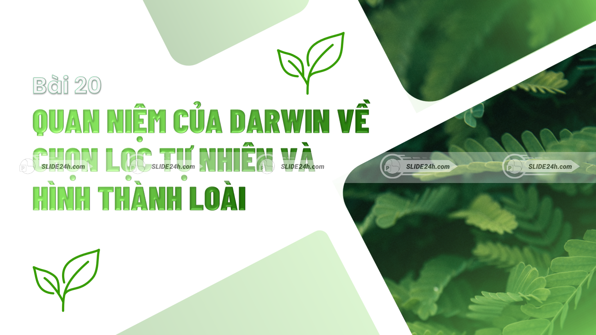 Quan niệm của Darwin về tiến hóa.