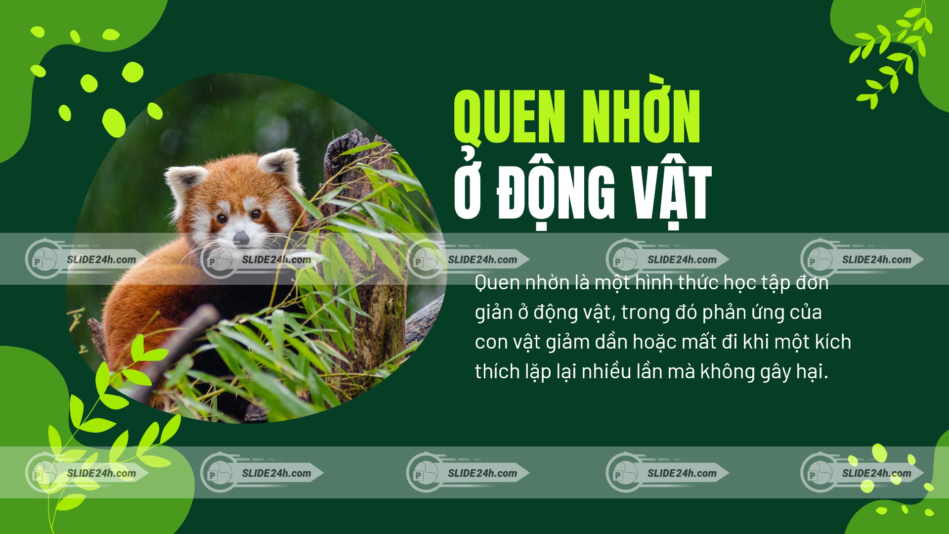 quen nhờn ở động vật minh họa bằng gấu trúc đỏ thể hiện quá trình phản ứng giảm dần khi kích thích lặp lại nhiều lần