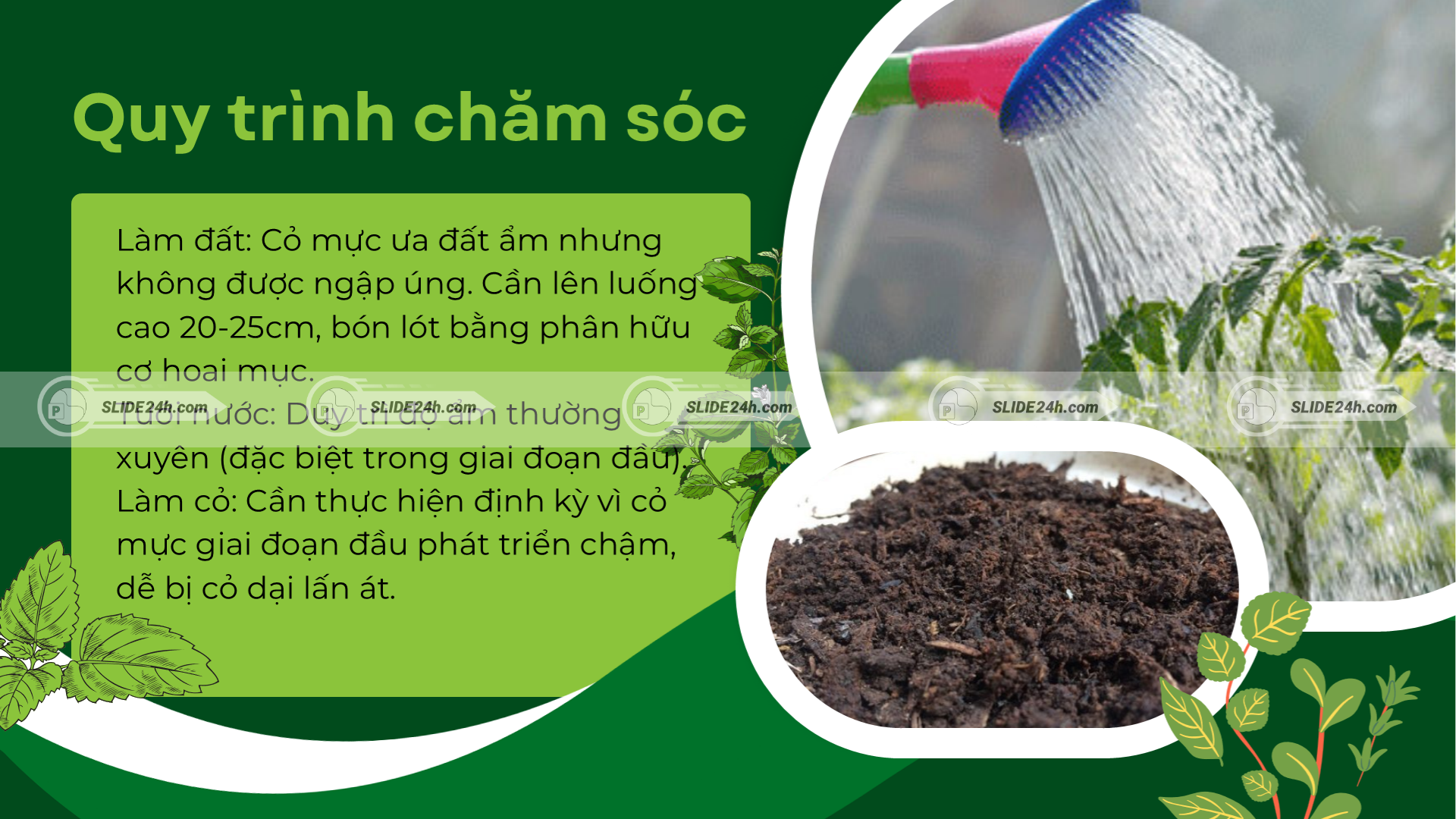 Quy trình chăm sóc cây cỏ mực trong giai đoạn sinh trưởng.