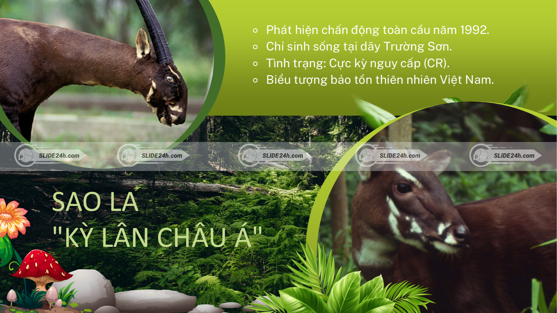 Sao la, loài động vật cực kỳ nguy cấp cần được bảo tồn.