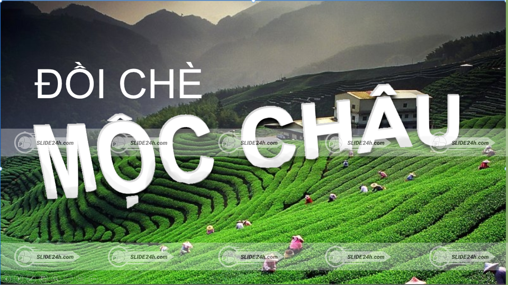 Slide Đồi chè Mộc Châu