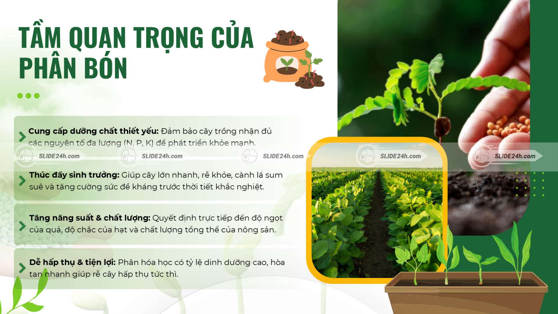 Tầm quan trọng của phân bón hóa học đối với sinh trưởng cây trồng, năng suất và chất lượng nông sản.