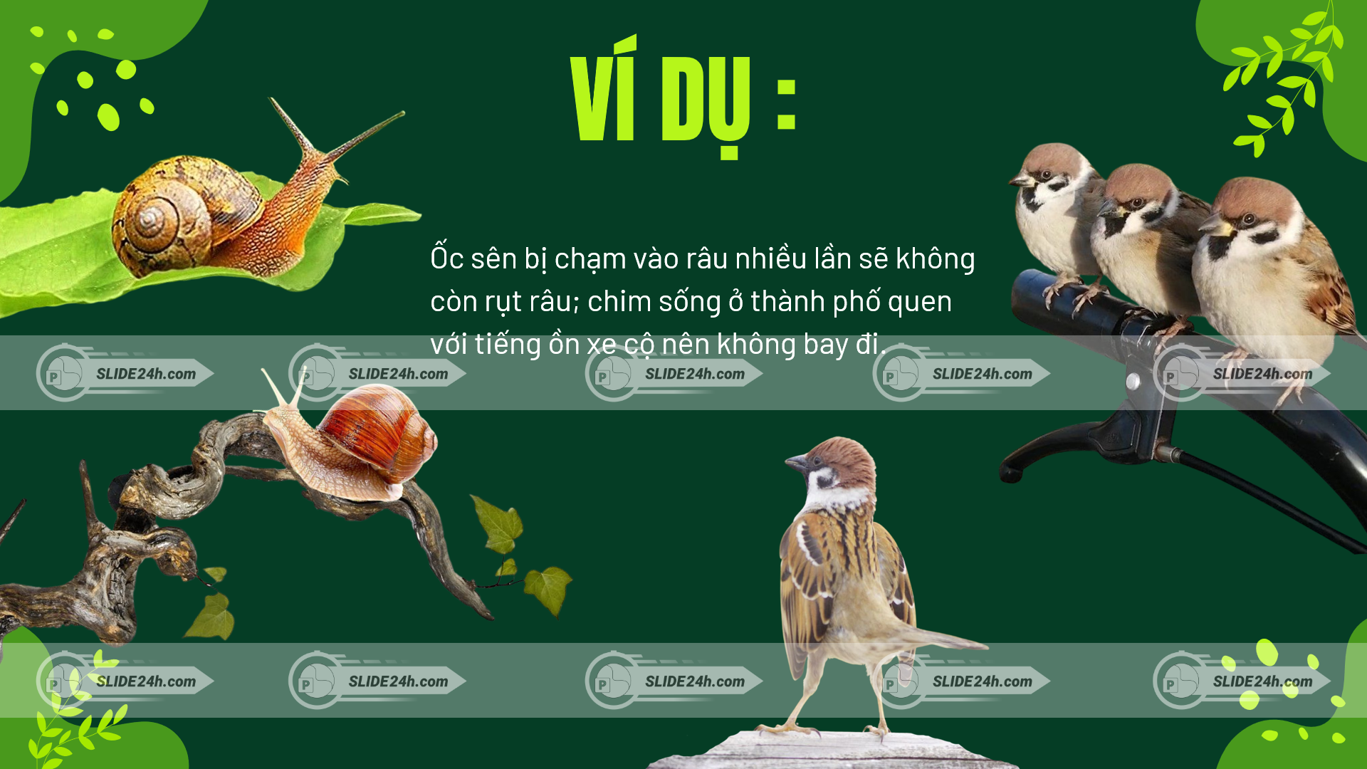 ví dụ hiện tượng quen nhờn ở động vật như ốc sên không rụt râu khi bị chạm nhiều lần và chim quen với tiếng ồn đô thị