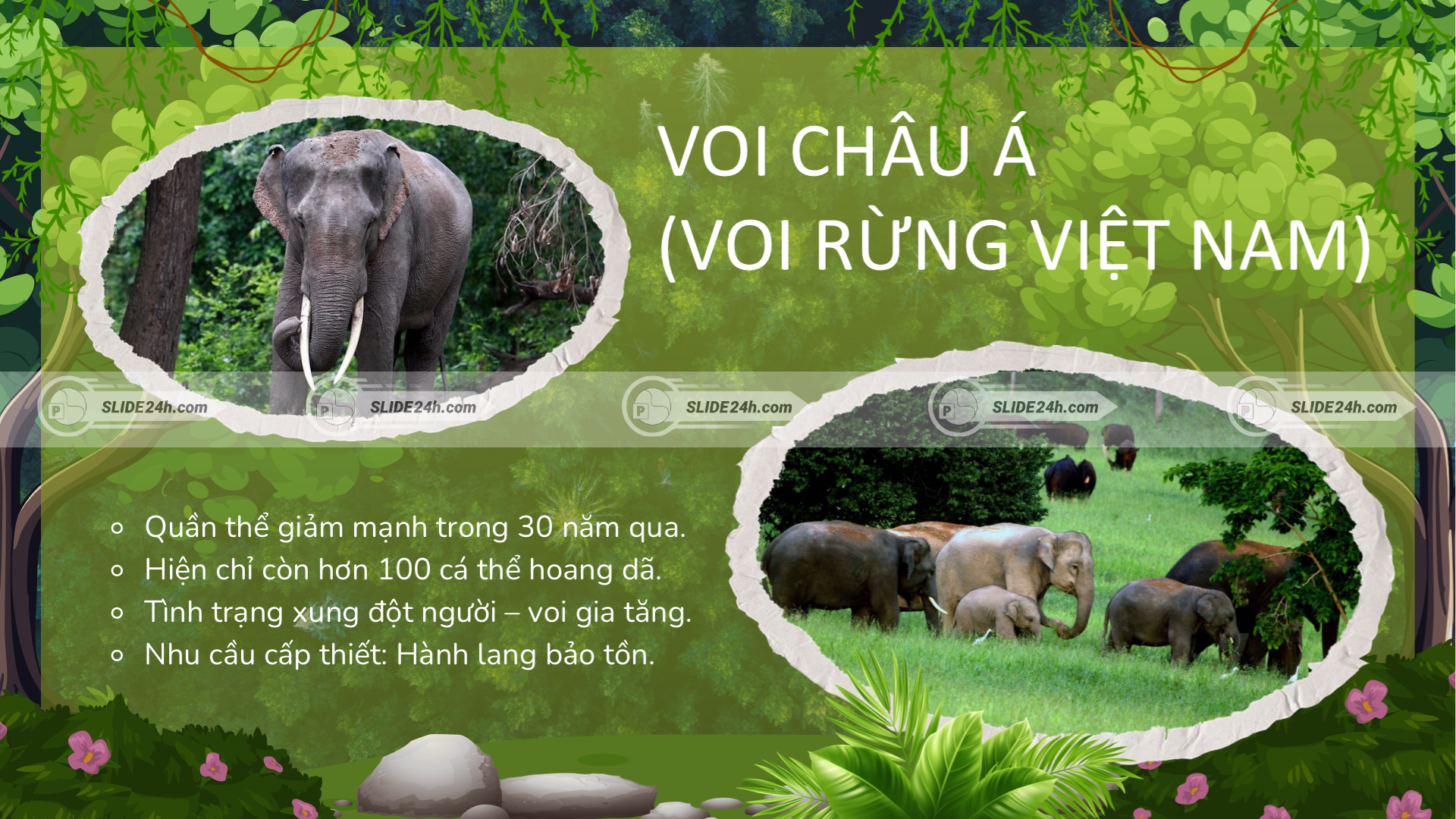 Voi châu Á ở Việt Nam và thực trạng suy giảm số lượng.