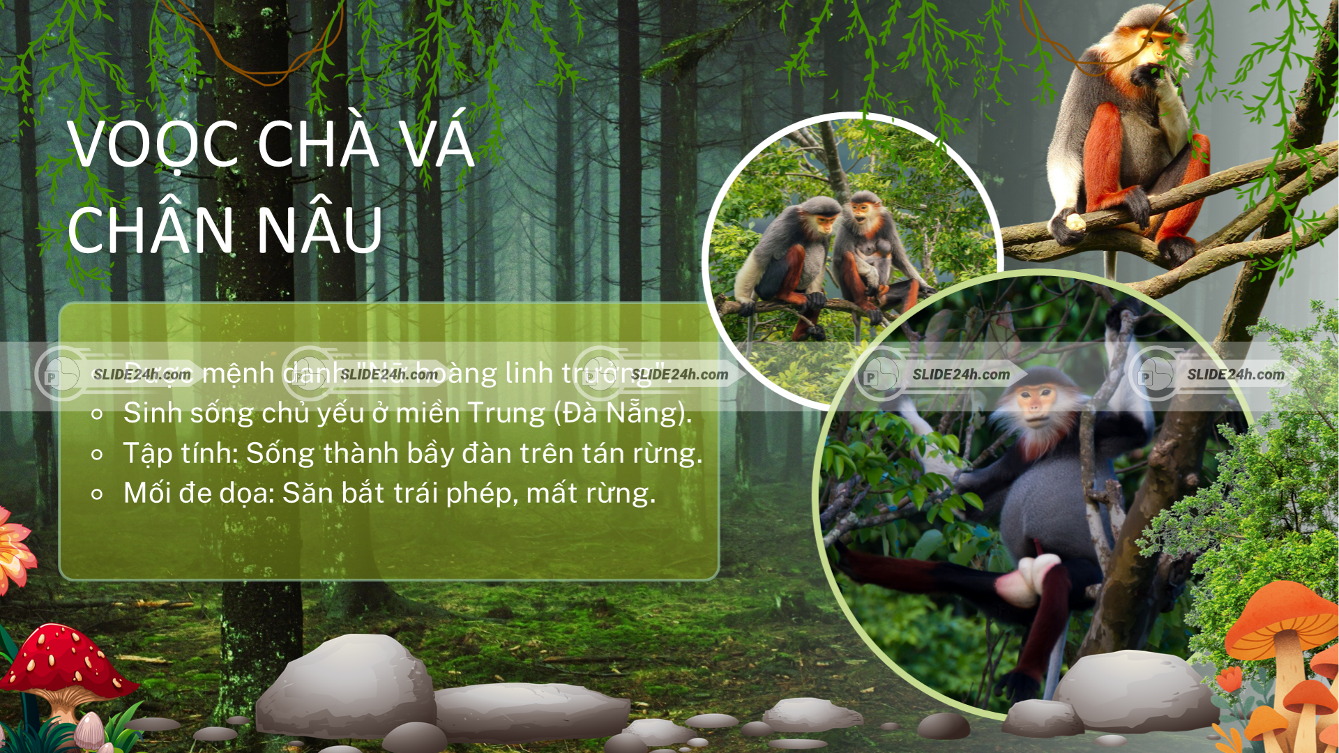 Voọc chà vá chân nâu và các mối đe dọa như săn bắt trái phép, mất rừng.