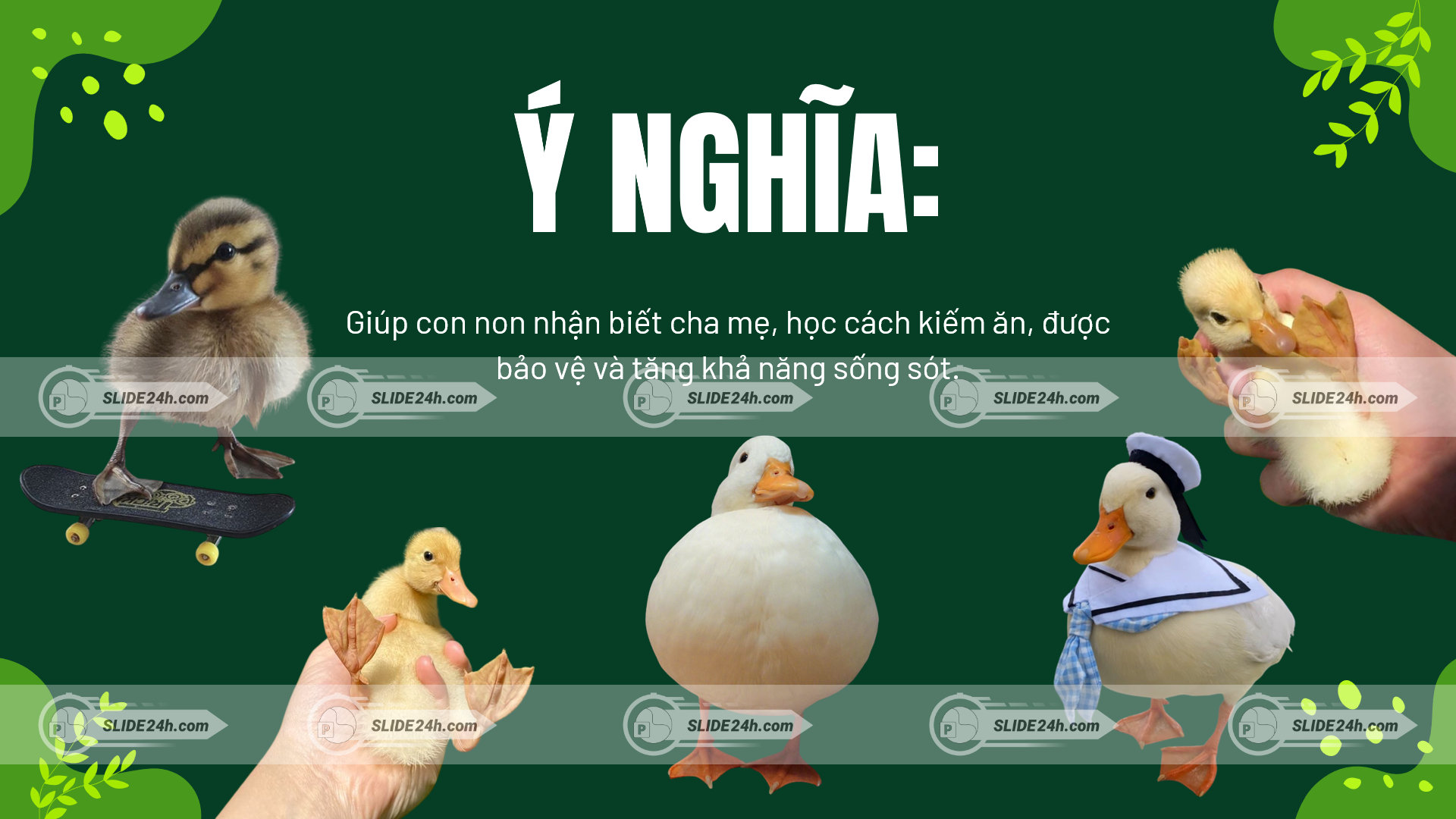 ý nghĩa hiện tượng quen nhờn ở động vật giúp con non nhận biết môi trường học cách kiếm ăn và tăng khả năng sống sót