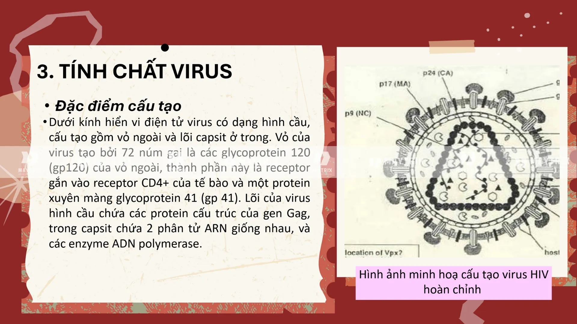 slide-virus-hiv (4)